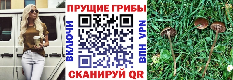 Купить закладки  Новая Ладога  Галлюциногенные грибы прущие грибы 